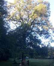 Vagne Service Verts image 5