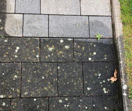 Der-Proficleaner Bild 2