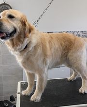 O Poil Touffu image 2