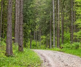 FriedWald Hegau Bild 6