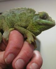 Cheyenne Pet Clinic image 3