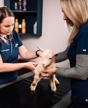 All Animals Veterinary Clinic image 6