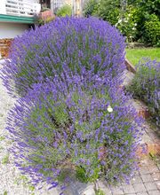 Go Garden Go GmbH Bild 3