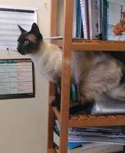 CLINIQUE VETERINAIRE DE LA VALLEE image 12