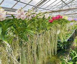 Orchidable di Andrea Martina Bild 3