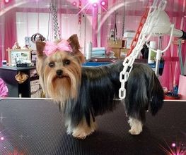 Elégance Canine image 1