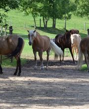 Birkenhof Pferdepension Bild 5