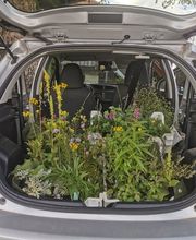 Wildpflanzengärtnerei Flora di Berna Bild 4