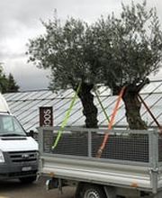 Blumen Joos GmbH Bild 5