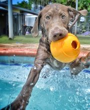 Pet Paradise Matthews image 12
