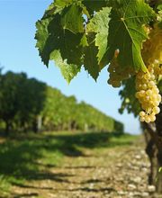 Petit-Moreau image 1