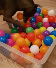 Keep Cool Dog image 10