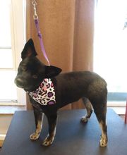 Kingdom Canine Center image 4