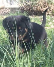 La Licorne Noire image 11