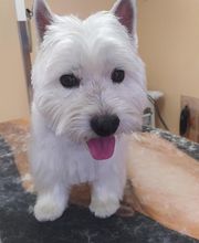 AU TOUTOU MARANS image 6