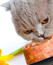 Soyaux Animal Nutrition image 1