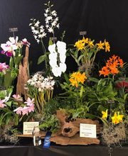 Odom's Orchids Inc image 14