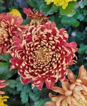 Bricomarché Orval image 17