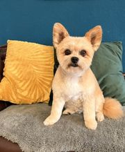 Artgerecht-dogspa Bild 5
