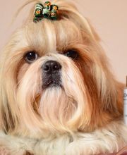 Au Look Canin image 15