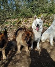 Educa'Dog image 8