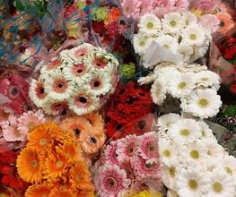 Parola Fleurs image 5