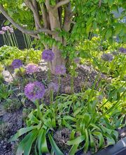 Bruno Winet, Privatgärtner Bild 14