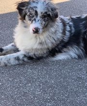 Elevage Kimy's Valey image 16