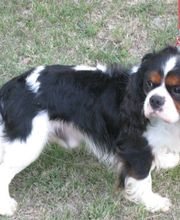 CHENIL DU PLAN image 3