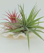 DecoArt Vinya i Mar imagen 13