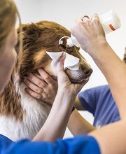 AniCura Tierklinik Thun AG Bild 3