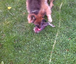 Ernährungsberatung Hund Produktunabhänig