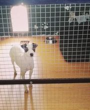 RESIDENCIA CANINA SORIA imagen 4