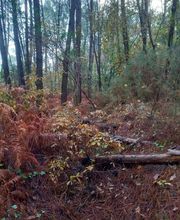 Guerro Elagage image 6