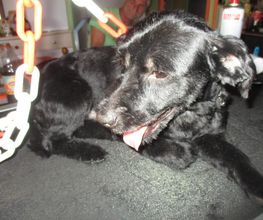 Com Chien Et Chat image 5