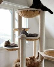 katzenbaum.ch Bild 5