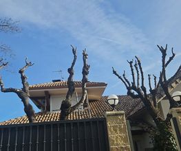 Jardines_La_Sierra_Moralzarzal_Jardineros_Podas_Cesped_Tejados_Canalones_12.jpeg