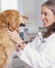 South Kendall Animal Hospital image 10