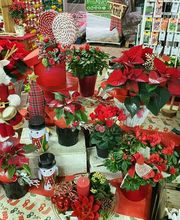 Rambert Fleurs image 10