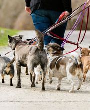 Hundeschule Wauschlau - Lernspaziergang	Einzeltraining in Form eines Lernspaziergangs: Konfliktsituationen meistern, Hundebegenungen einschätzen, Leinenführung verbessern, Anti-Jagd-Training umsetzen und Hunde durch Such- und Apportierspiele auslasten.
