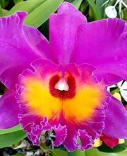 Odom's Orchids Inc image 8