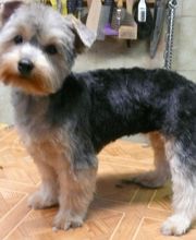 Coiff toutou image 10