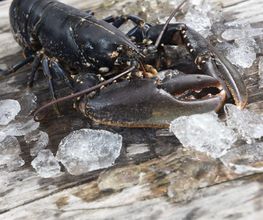 Frischer Lobster