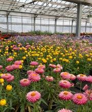 Gärtnerei van Oordt Bild 3