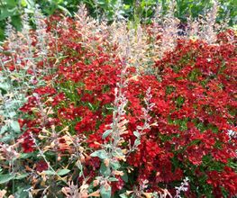 Gander Gartenbau Bild 9