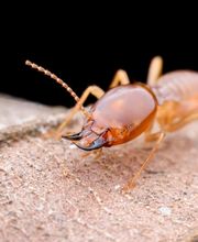 Ecola Termite and Pest Control Services image 2