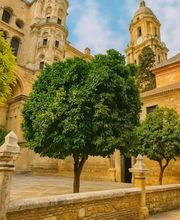 Olivo Homes imagen 12