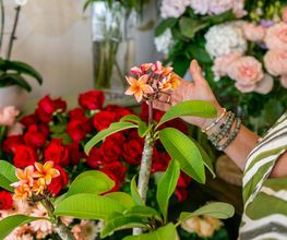 Les Fleurs de Cuers image 18