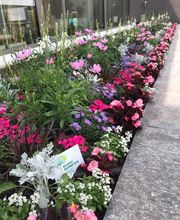 Gerber & Nyffeler Pflanzen Floristik AG Bild 5