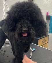 A FLAIR ALLURE image 11